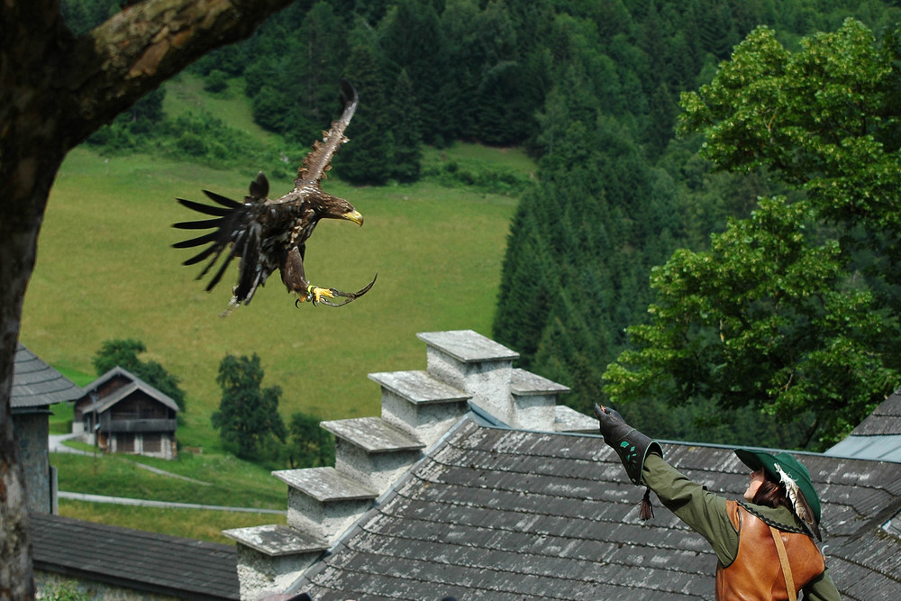 Hey, es gibt Futter - Greifvogelschau auf der Burg Hohenwerfen - Salzburgerland