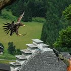 Hey, es gibt Futter - Greifvogelschau auf der Burg Hohenwerfen - Salzburgerland