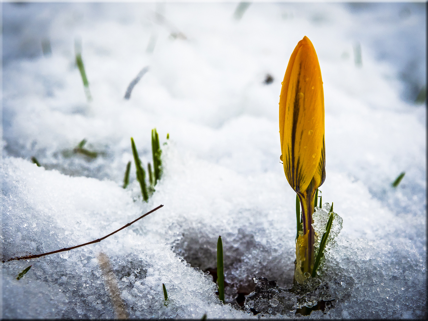 Hey!!!.....      ...... Frühling!!.....