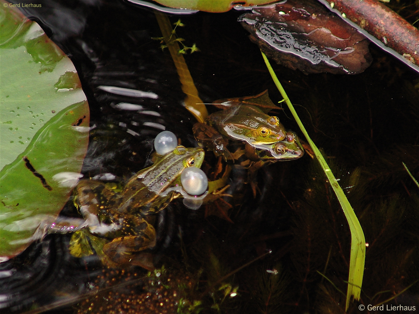 Hey, habt ihr Lust auf einen flotten Dreier?