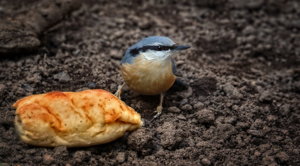 "hey ... Herr Ober - Mund, äääh SCHNABELGERECHT hab ich das bestellt"