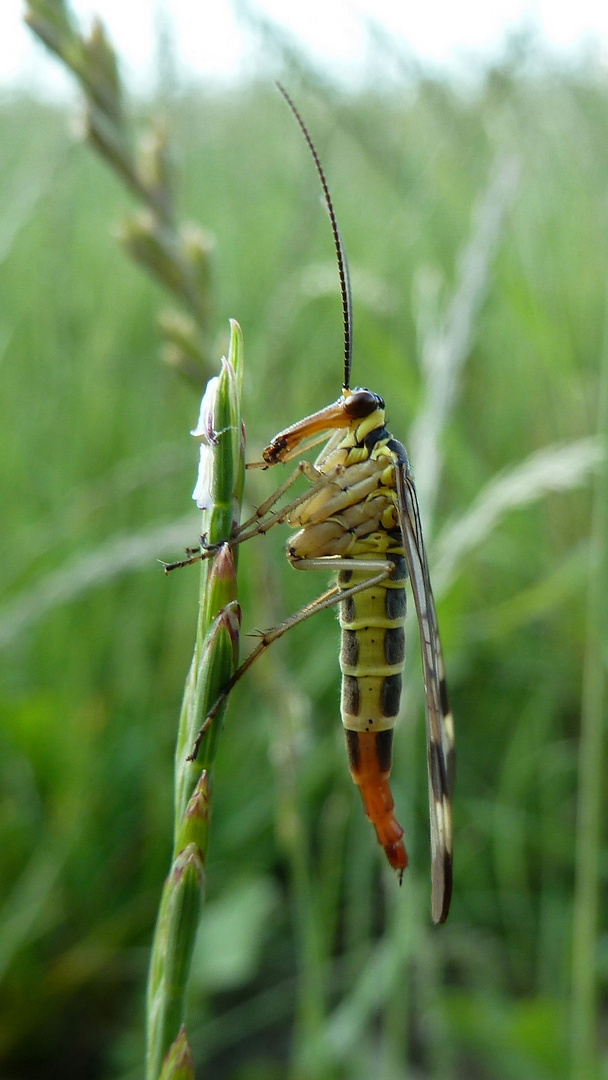 Hey, Hey, Hello Mrs. Scorpion Fly!