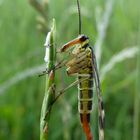 Hey, Hey, Hello Mrs. Scorpion Fly!