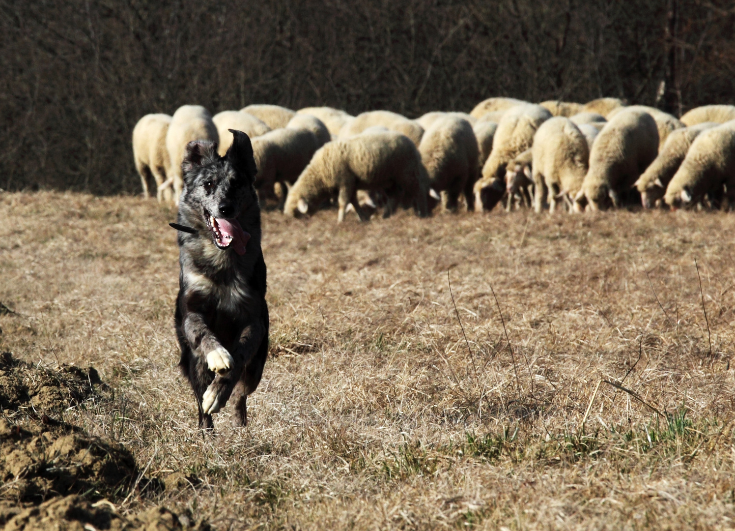 Hey Hund, don´t do it. Bin kein Schaf nur Fotograf...