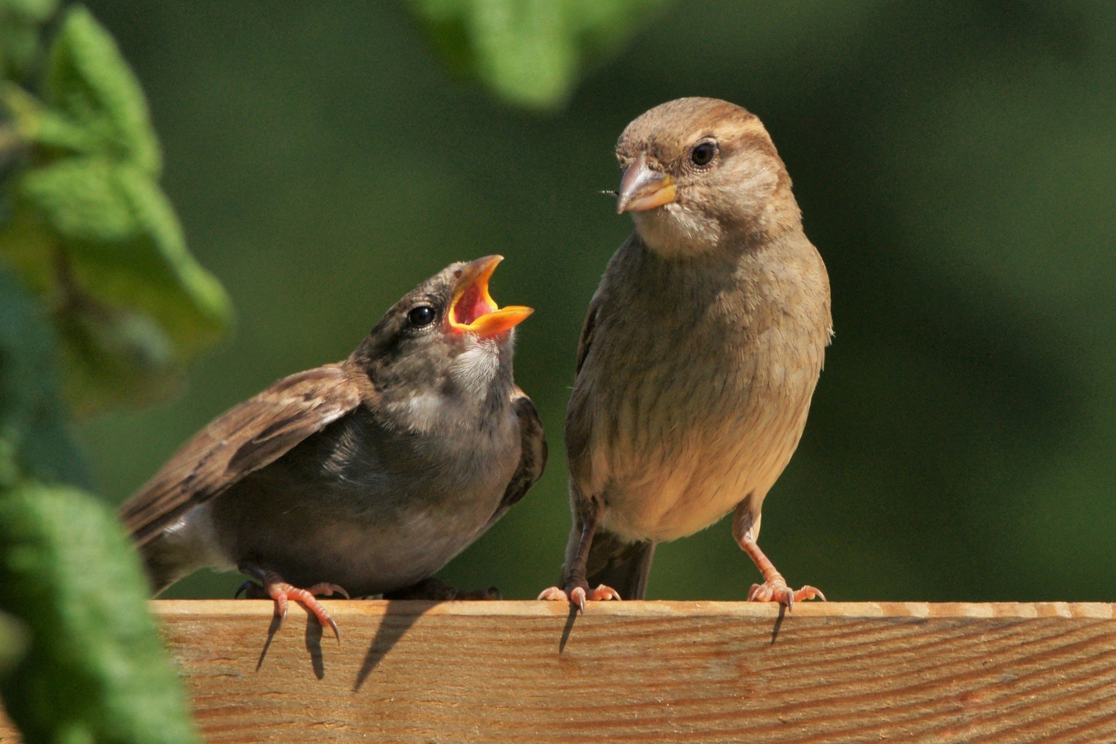 "Hey, ich habe Hunger".