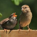 "Hey, ich habe Hunger".