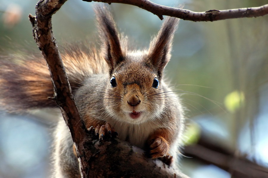 Hey, it is my branch!!!