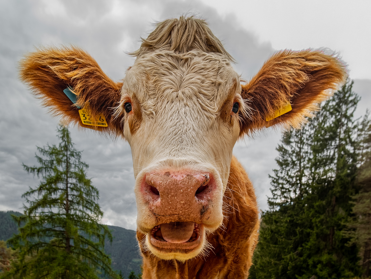 Hey! Keinen Schritt weiter!