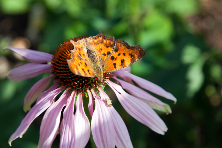 hey Kleiner, das ist meine Blüte...