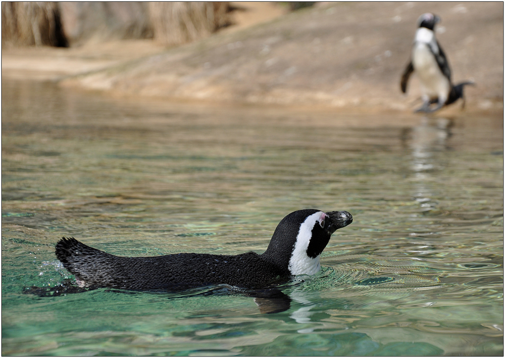 "HEY, komm´ auch rein ... Das Wasser ist toll!"