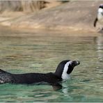 "HEY, komm´ auch rein ... Das Wasser ist toll!"