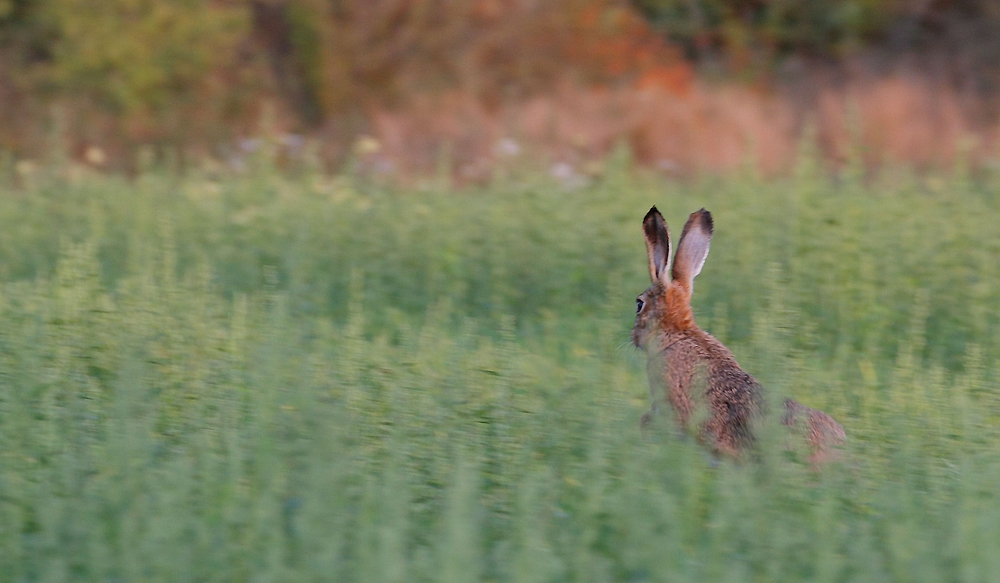 "Hey Kumpels .... da hinten kommen schon die Treiber - oooh weh"