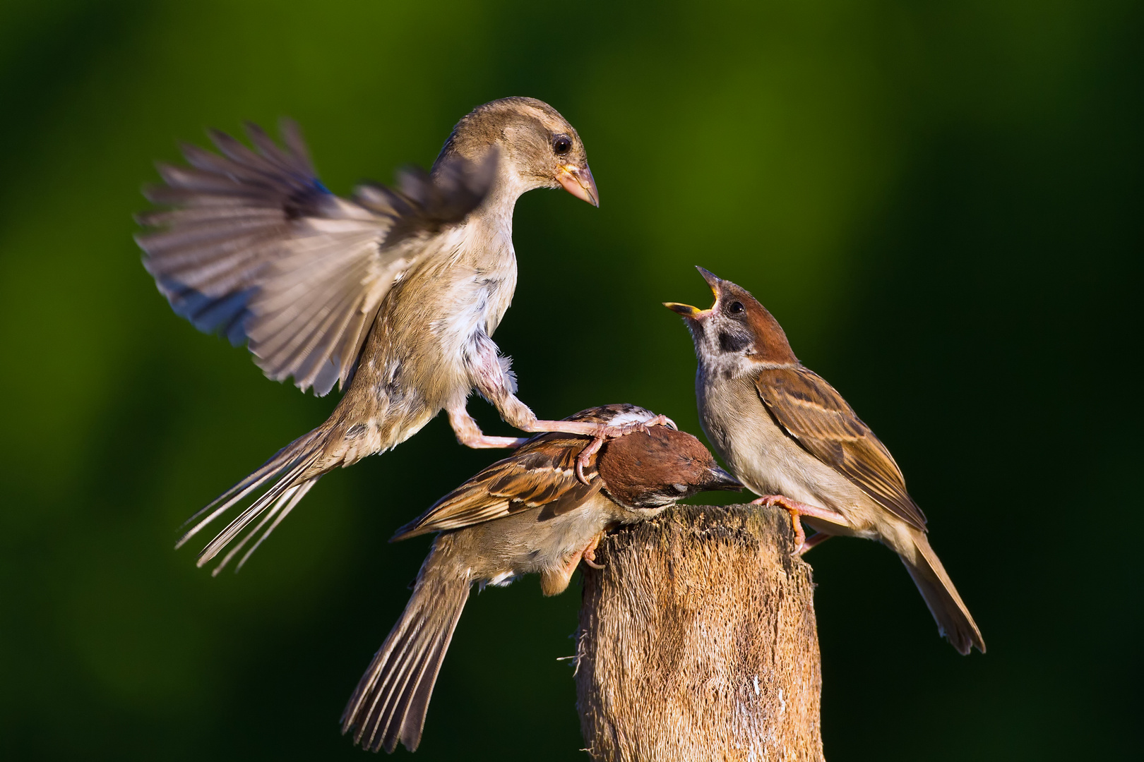 "Hey, lass sie in ruhe!"