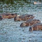 "Hey Leute - endlich ist mal wieder Wasser hier" (ISO 5000)