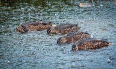 "Hey Leute - endlich ist mal wieder Wasser hier" (ISO 5000)