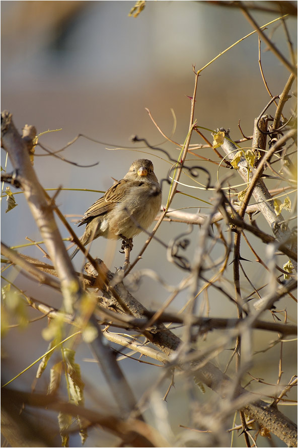 Hey, little bird!