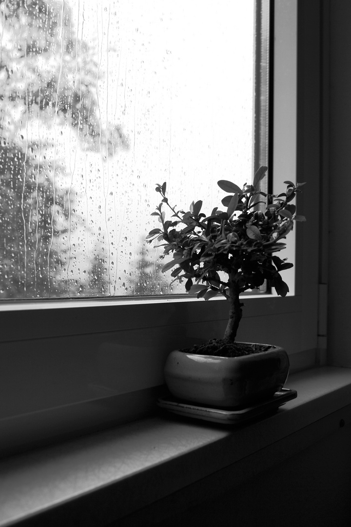 hey little bonsai, do you see the rain out there?