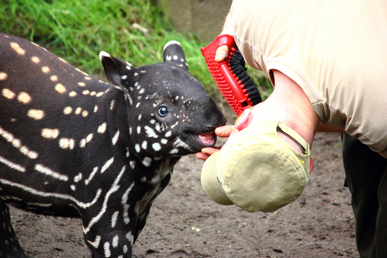 Hey little tapir !
