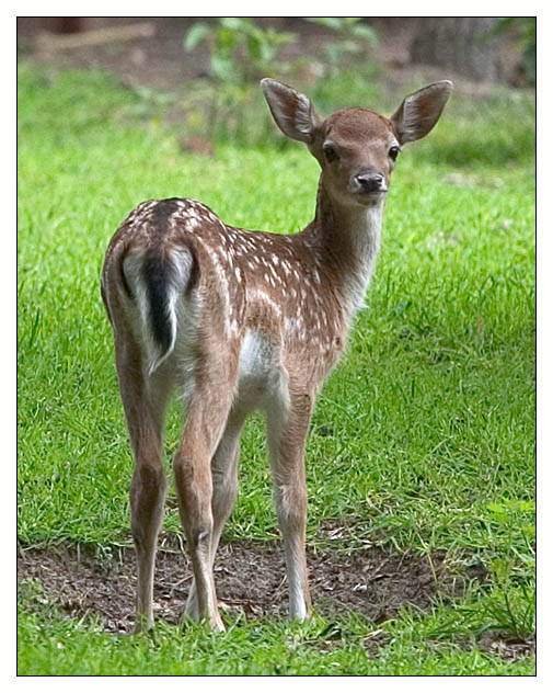 Hey mein Name ist nicht Bambi ;-)