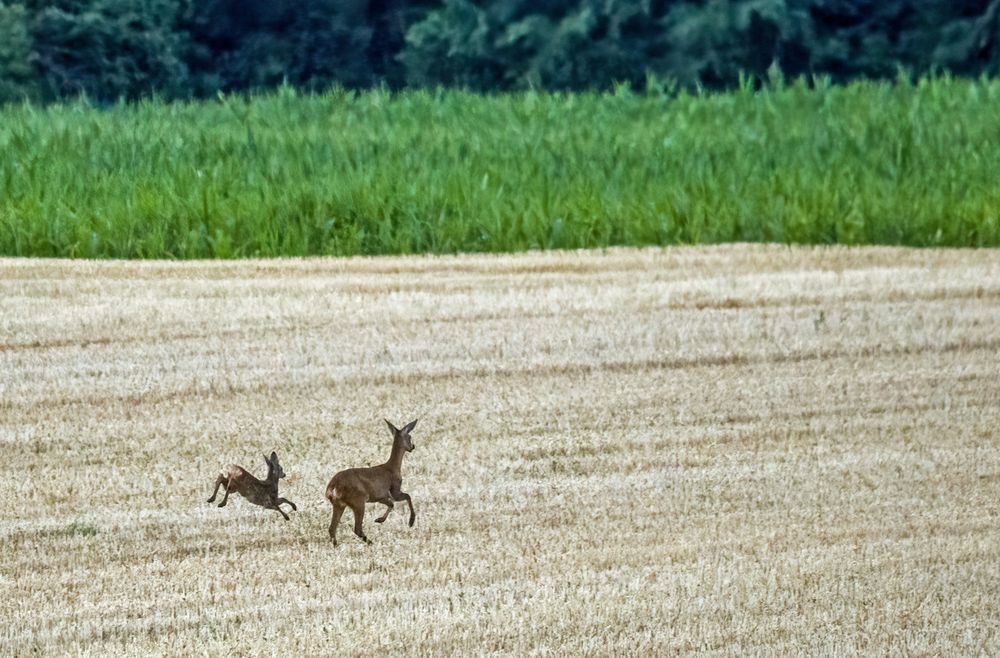 "Hey ...... nicht dort hin - hier bin ich"