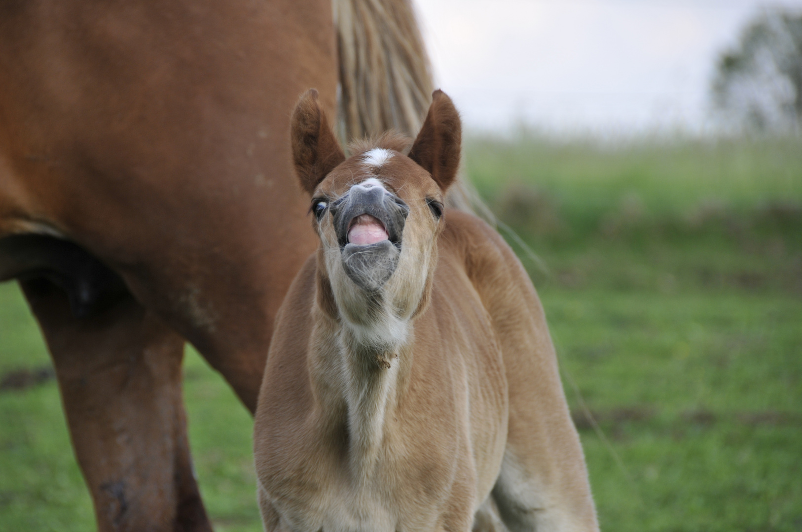 "Hey Puppe, du riechst gut..."