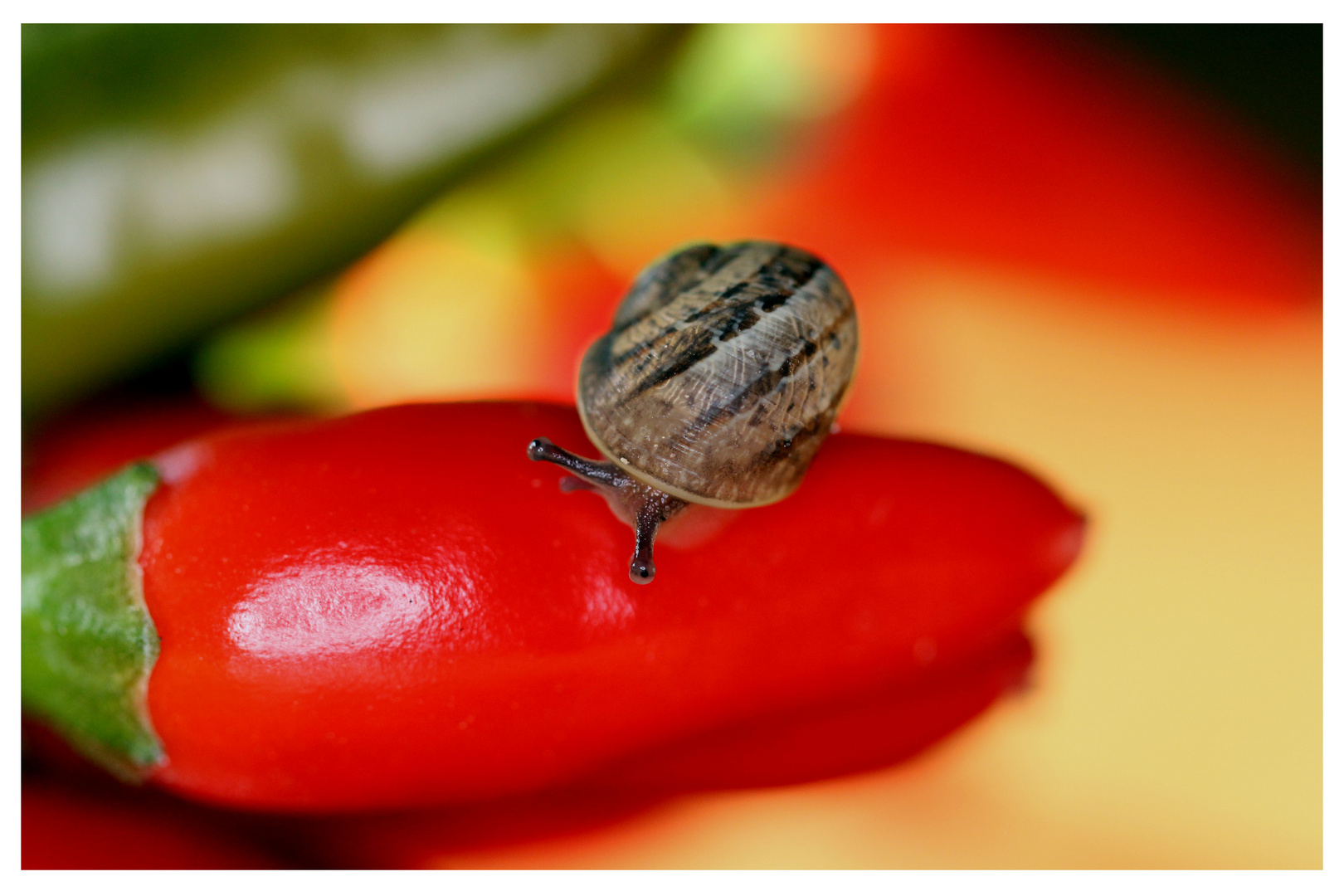 Hey Schnecke, schau mir in die Augen, Kleines