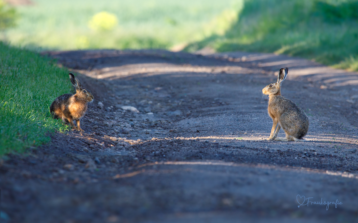 Hey Süße wie wäre es mit uns Beiden ? Foto & Bild tiere, wildlife, säugetiere Bilder auf
