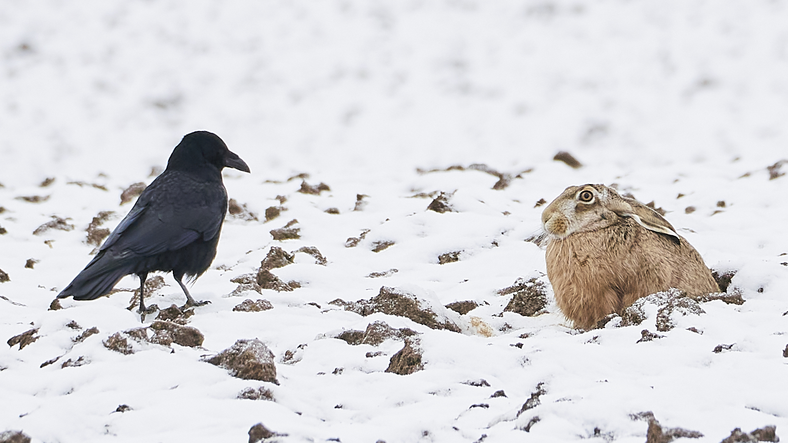 Hey, was bistn du fürn komischer Vogel?!