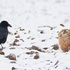 Hey, was bistn du fürn komischer Vogel?!