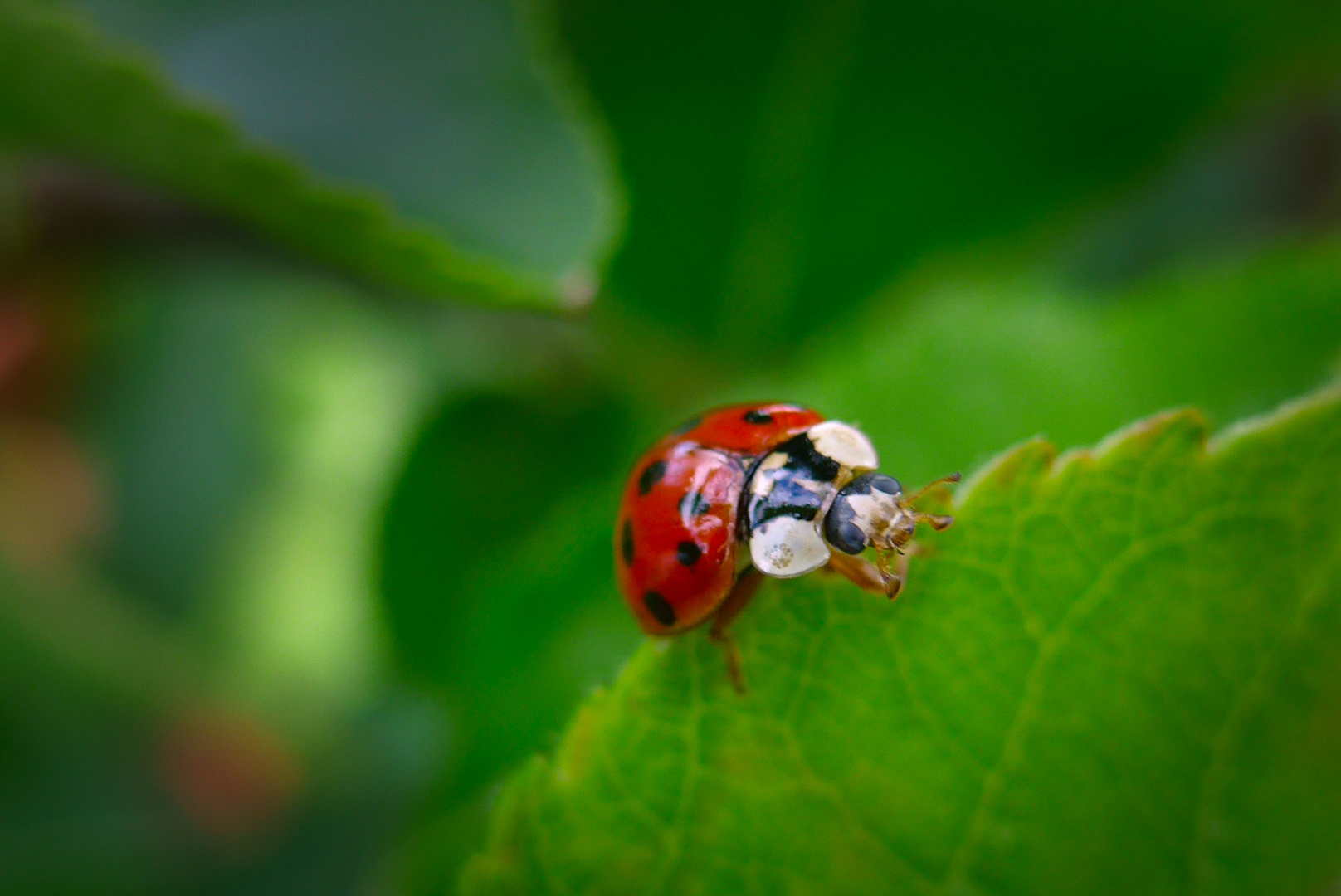 Hey was guckst du!