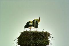 "Hey was guckst du ? " Storchenpaar auf ihrem Horst in Salzderhelden / Einbeck