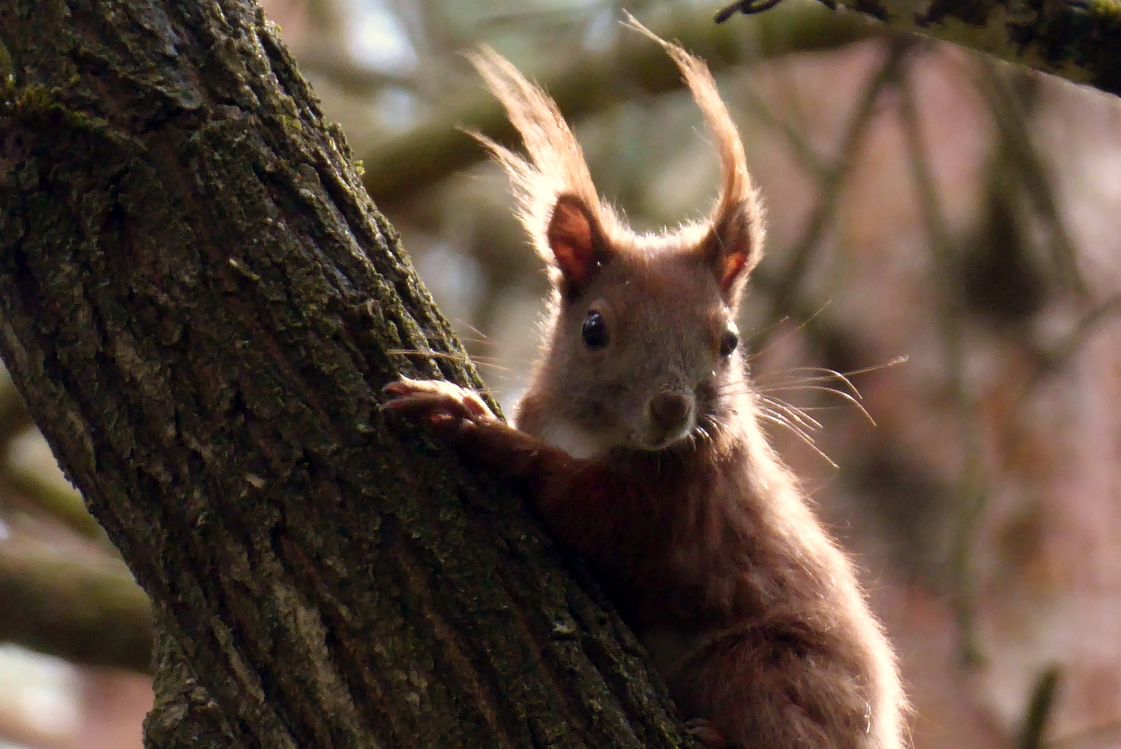 Hey, was machst Du in meinem Wald?