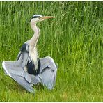 Hey, was machst ´n da ?! - Exhibitionist Graureiher... (Schmunzelbild) 