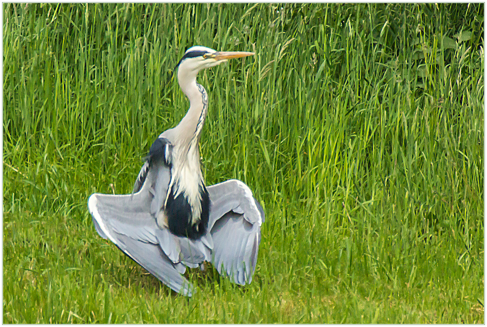 Hey, was machst ´n da ?! - Exhibitionistischer Graureiher... (Schmunzelbild) 