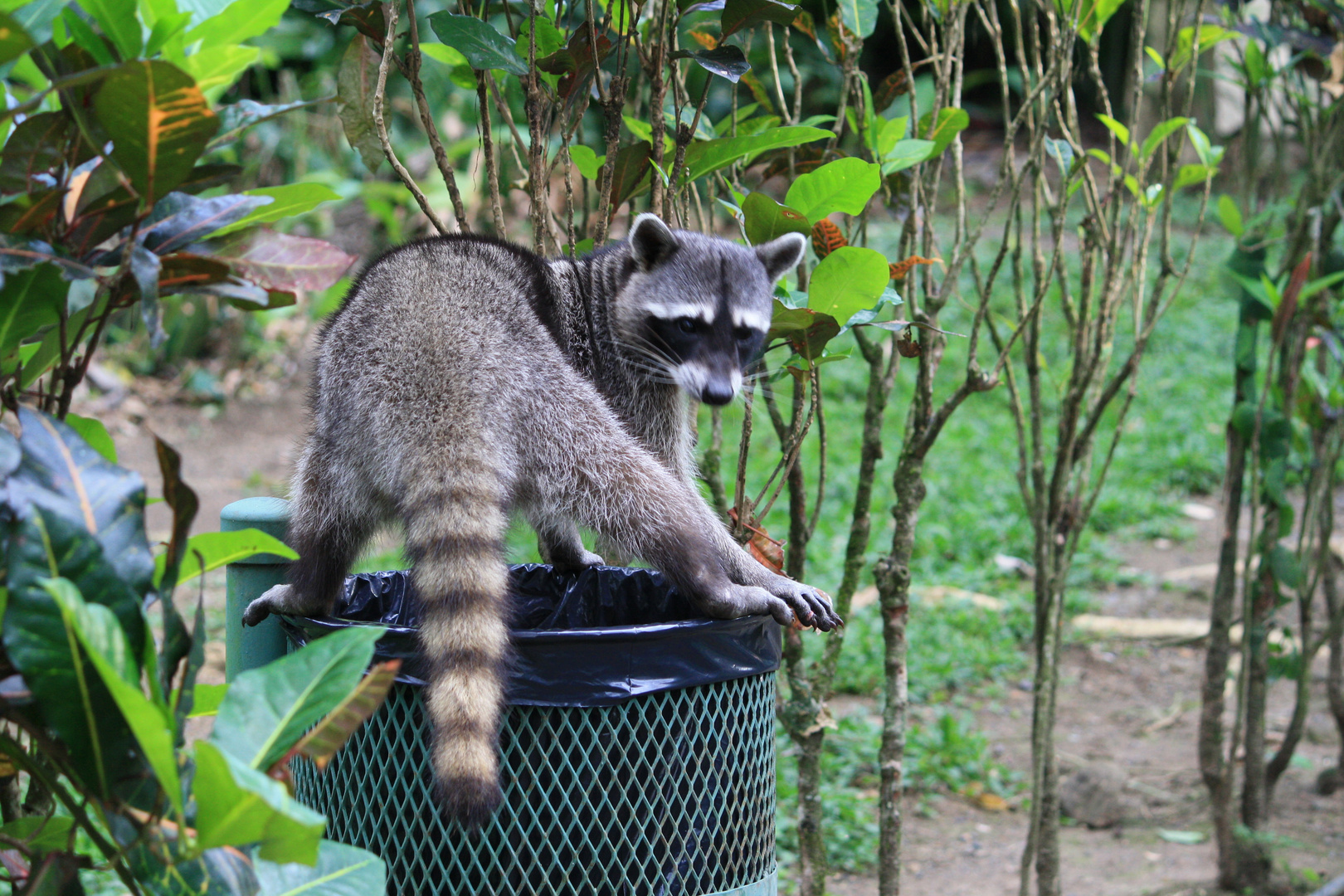 Hey, wer stört bei der Futtersuche?