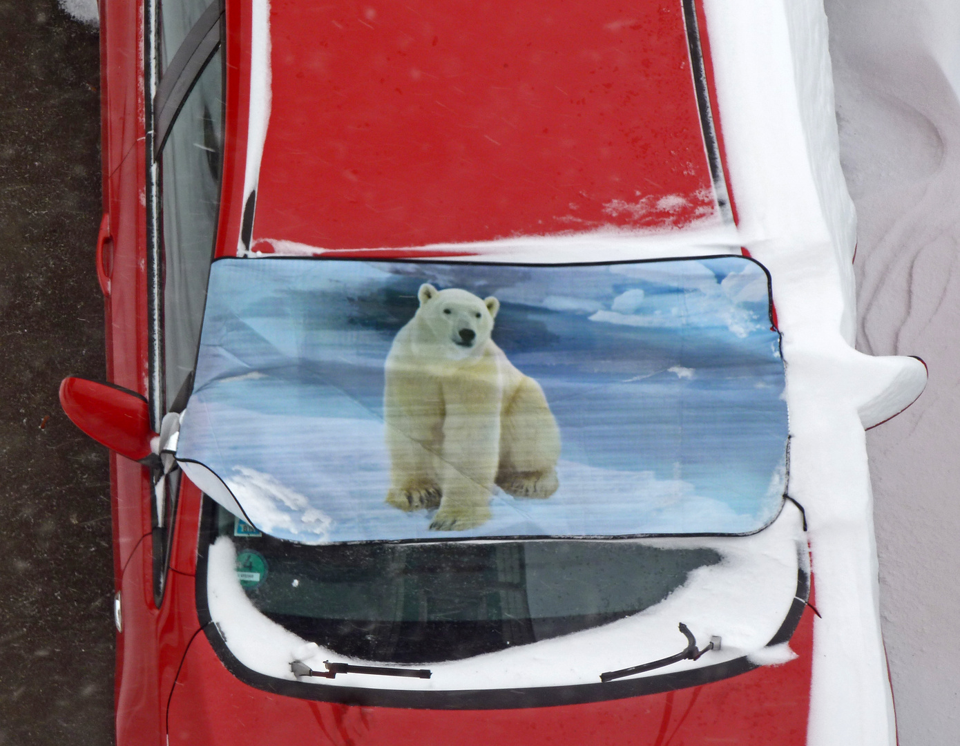 Hey wir wollen die Eisbären sehen