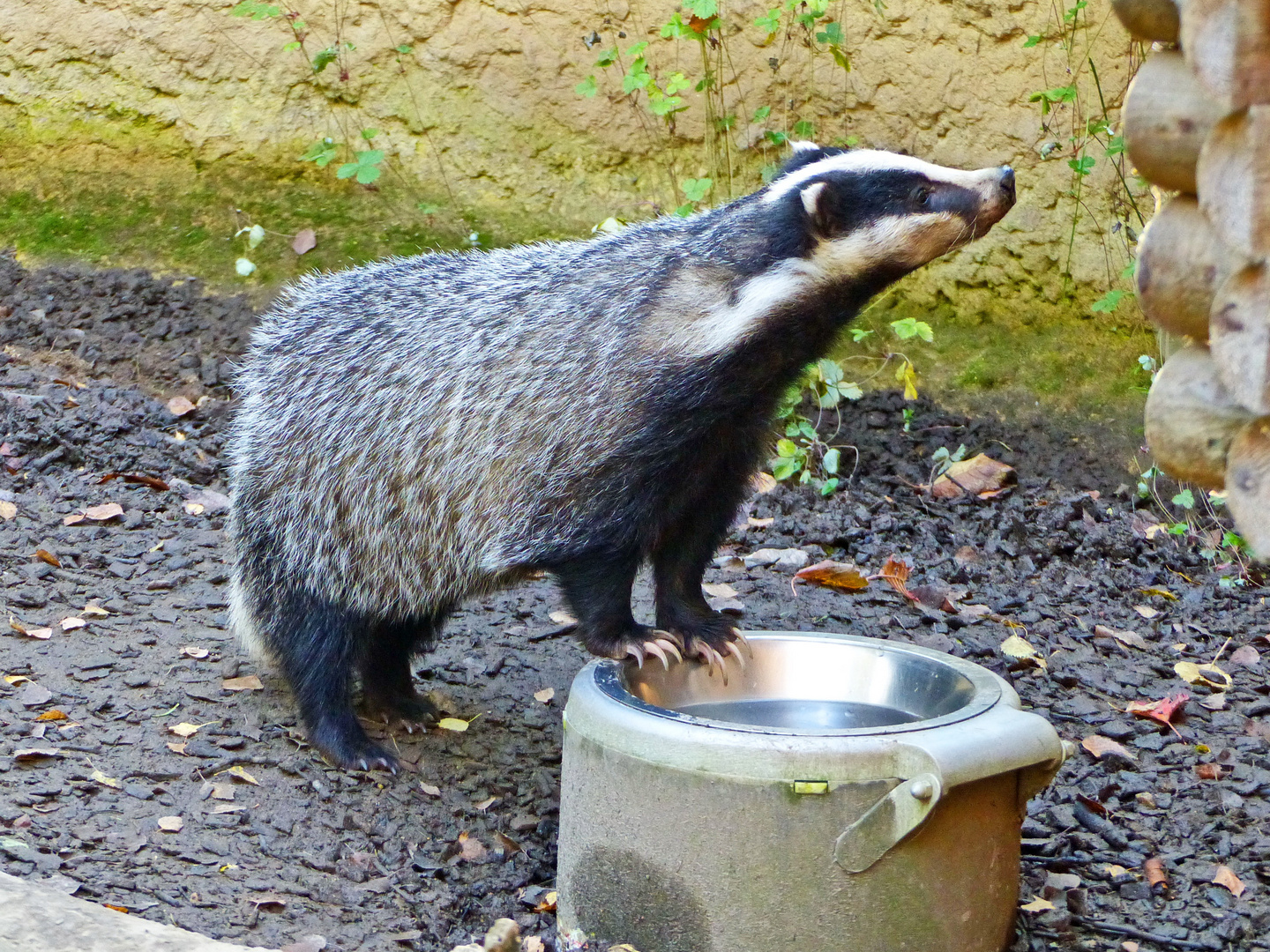 Hey, wo bleibt mein Mittagessen?