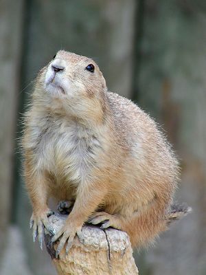 Hey, wo ist mein Foto-Honorar??