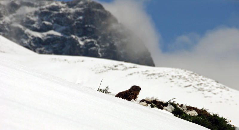 Hey, wo kommt denn der Schnee her