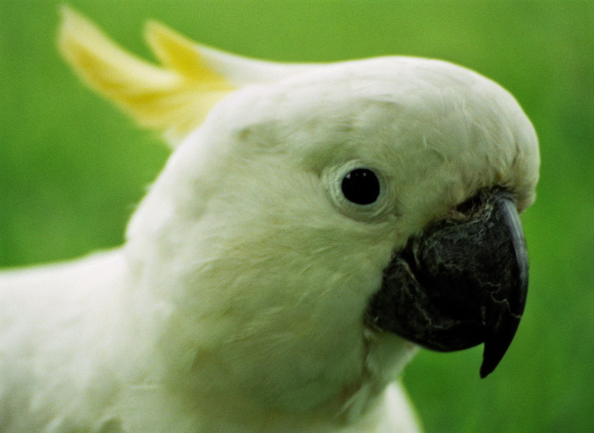 Hey you - cockatoo