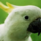 Hey you - cockatoo