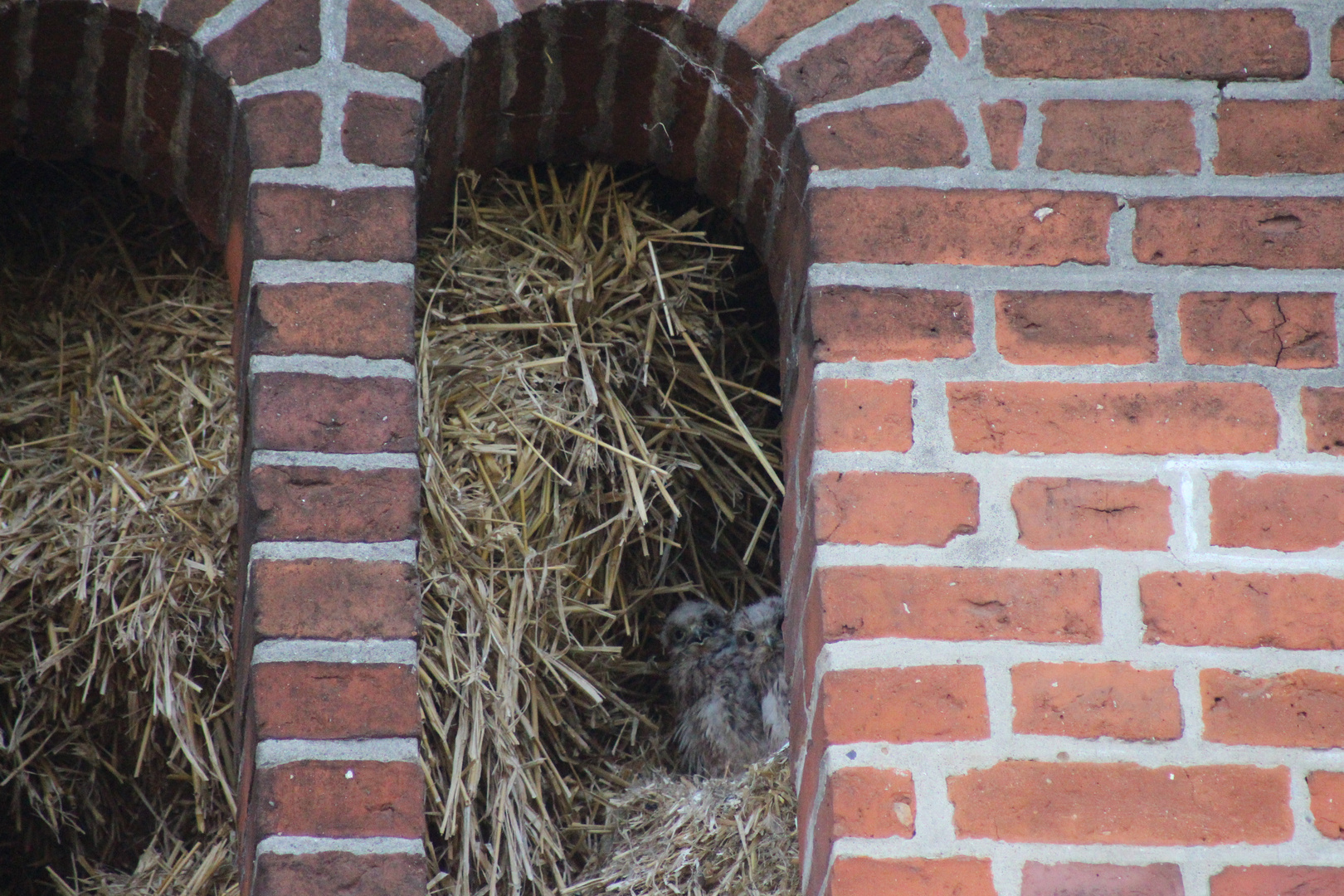 Heyhey ... Turmfalkennachwuchs