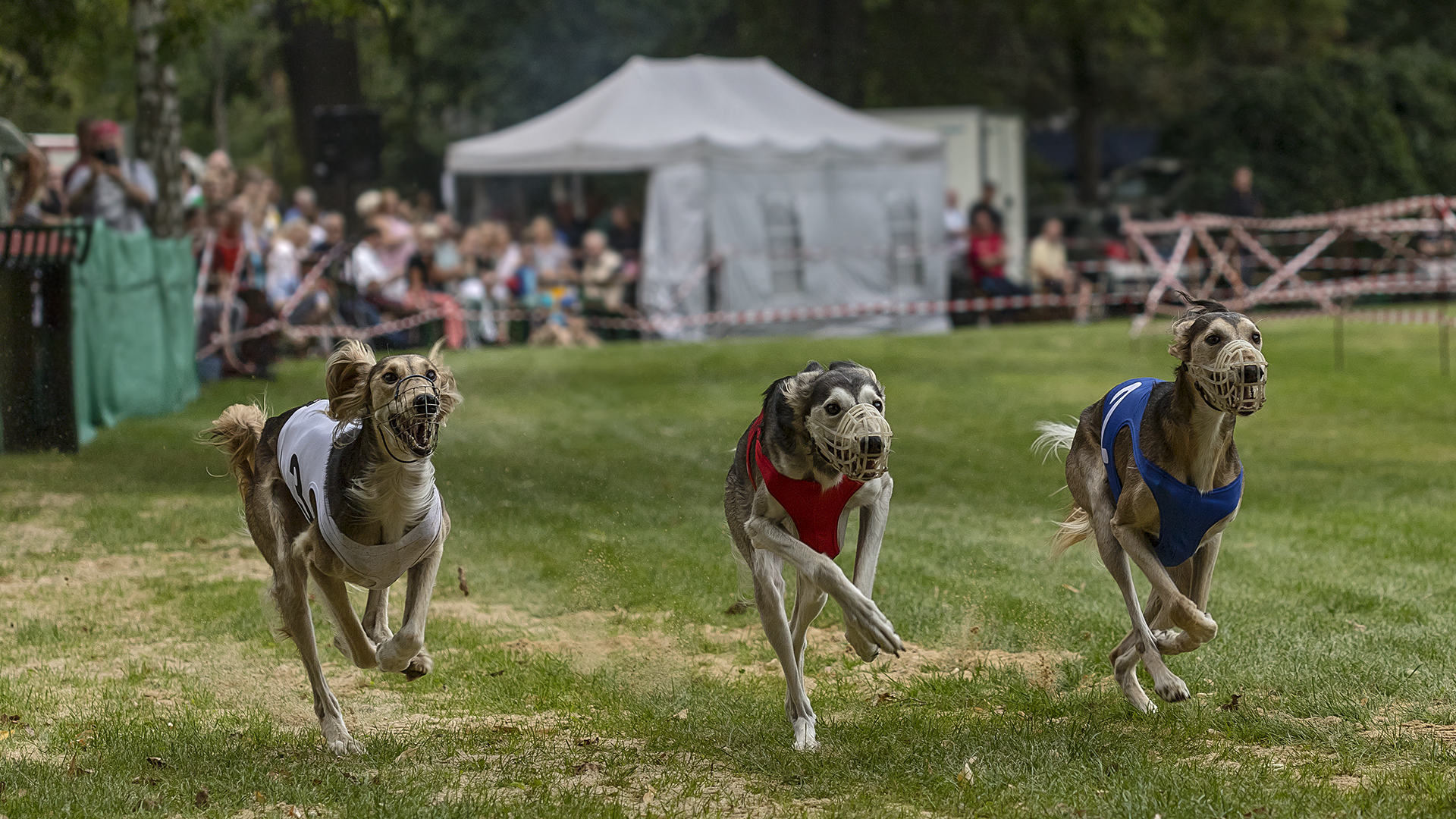 HG-LATERNENFEST 2019, Windhundrennen