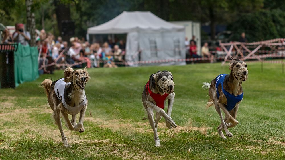 HG-LATERNENFEST 2019, Windhundrennen