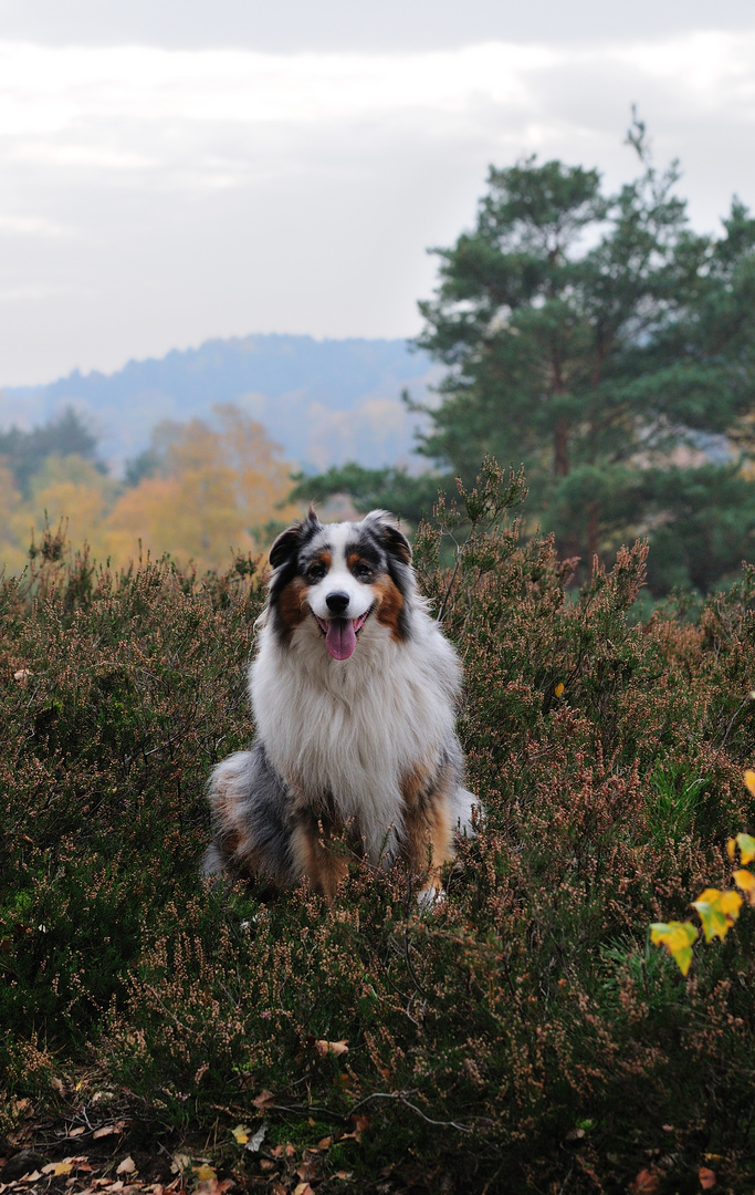 HH-Fischbeker Heide