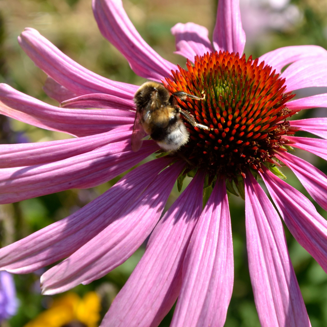 HH (Hamburger Hummel)