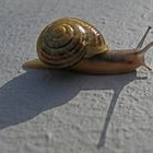 "HH-Schnecke"