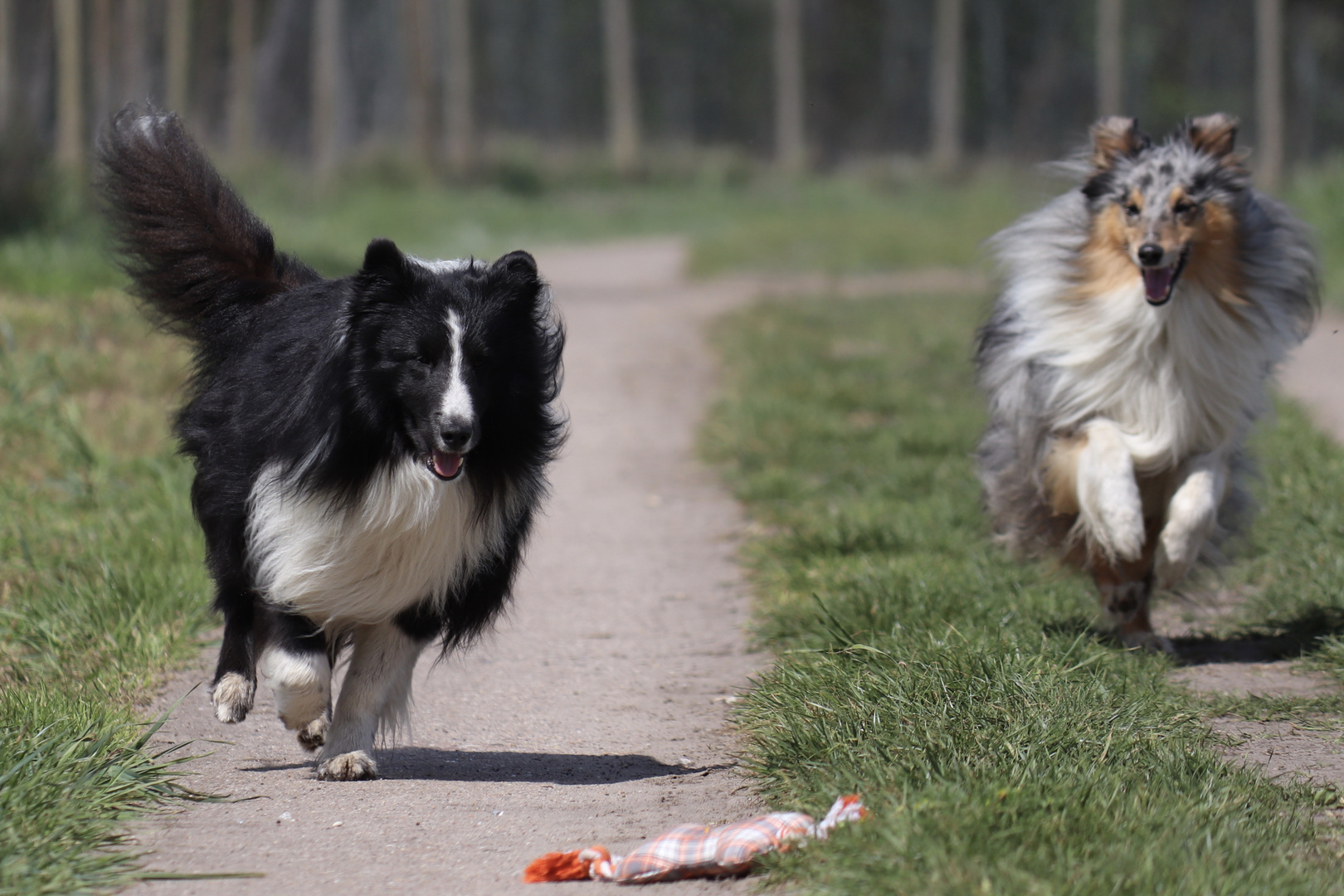 HH Sheltie Jungs ....