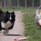 HH Sheltie Jungs ....