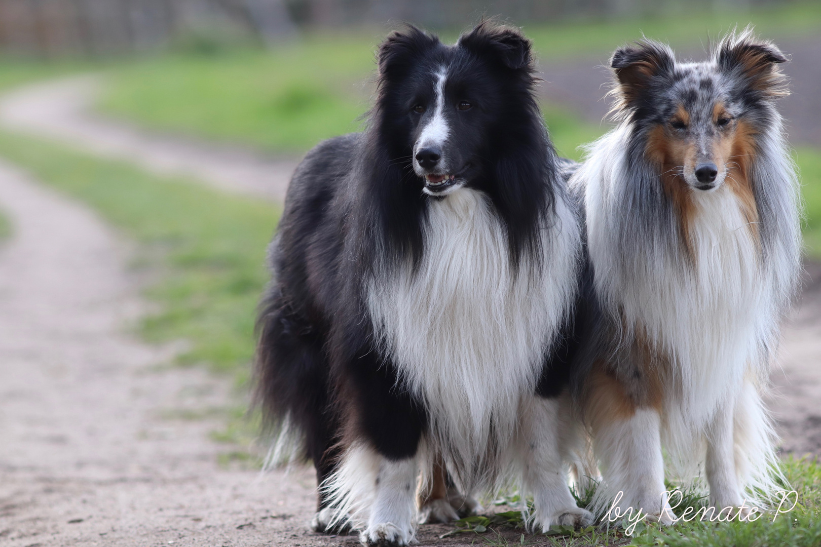 HH Sheltie Jungs Finn & Louis 